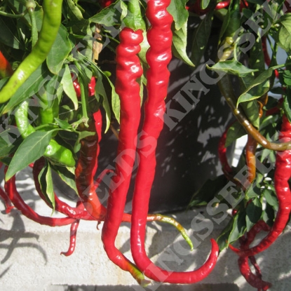 Picture of Pepper (Chilli) Fiery Tongues F1