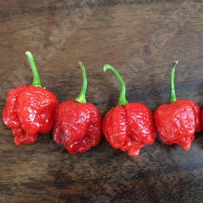 Picture of Pepper (Chilli) Trinidad Scorpion