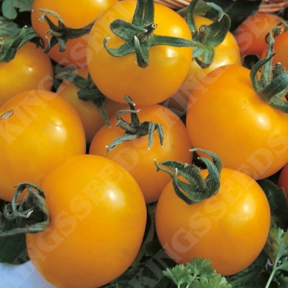 Picture of Tomato Golden Sunrise 