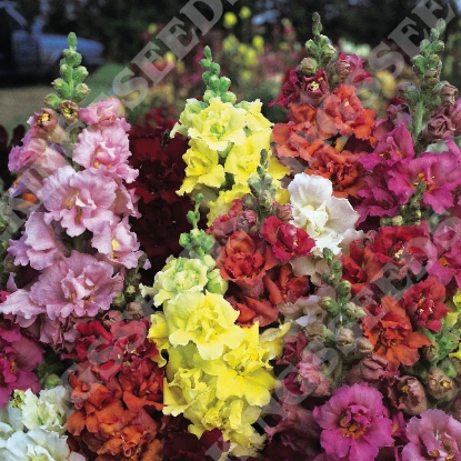 Picture of Antirrhinum Double Madame Butterfly F1
