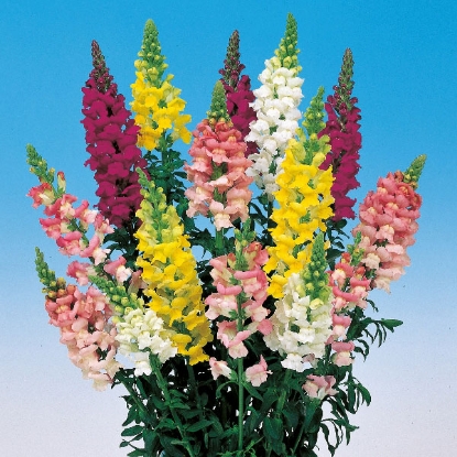 Picture of Antirrhinum Admiral Mixed F1