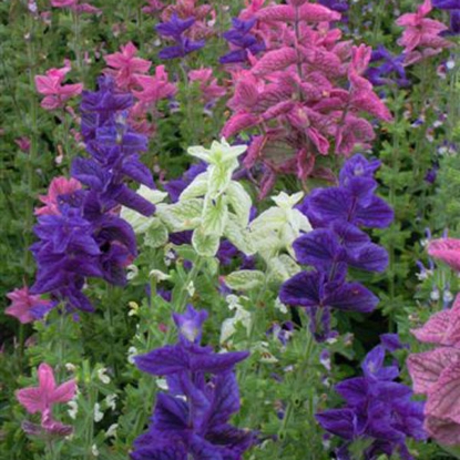 Picture of Clary Sage Bouquet Mix