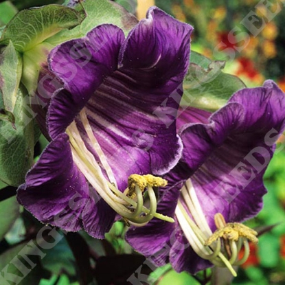 Picture of Cobaea Scandens