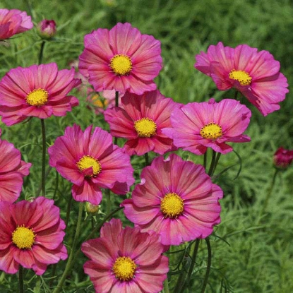 Picture of Cosmos Xenia