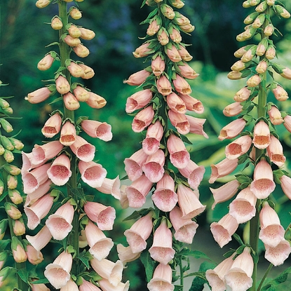Picture of Foxglove Apricot