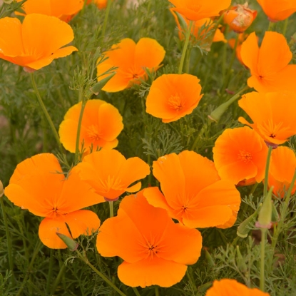 Picture of Eschscholzia Orange King