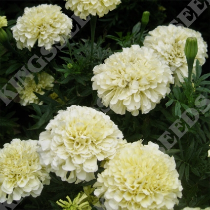 Picture of Marigold African Buttercream F1