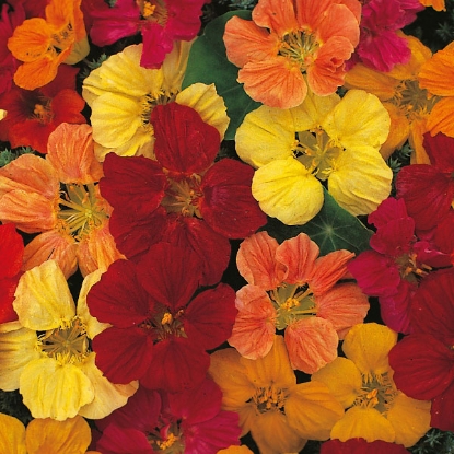 Picture of Nasturtium Tom Thumb Mix