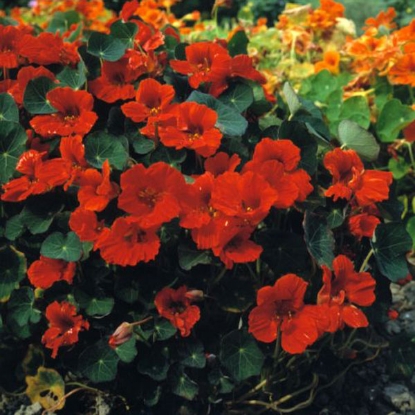 Picture of Nasturtium Princess Of India