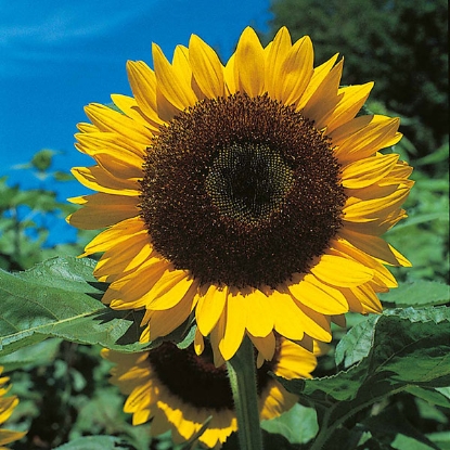 Picture of Sunflower Giant Single 