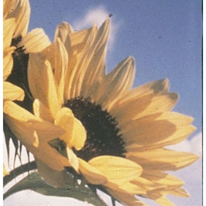 Picture of Sunflower Moonwalker 