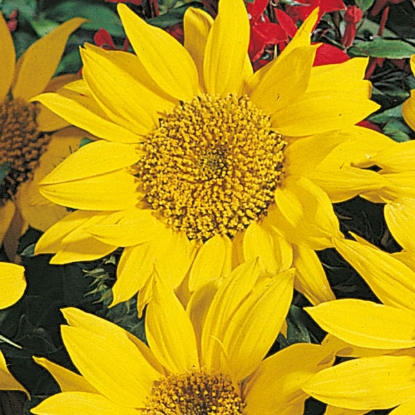 Picture of Sunflower Pacino Gold 