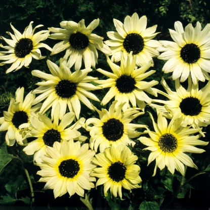 Picture of Sunflower Vanilla Ice