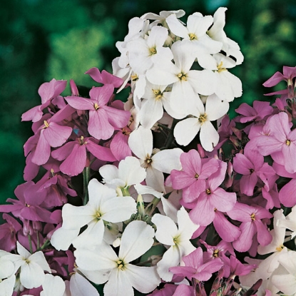 Picture of Sweet Rocket Mixed (Hesperis Matronalis)