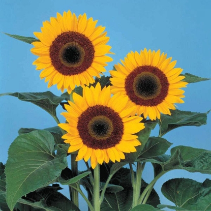Picture of Sunflower Sunbright Supreme F1 