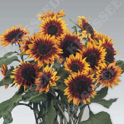 Picture of Sunflower Ring Of Fire 