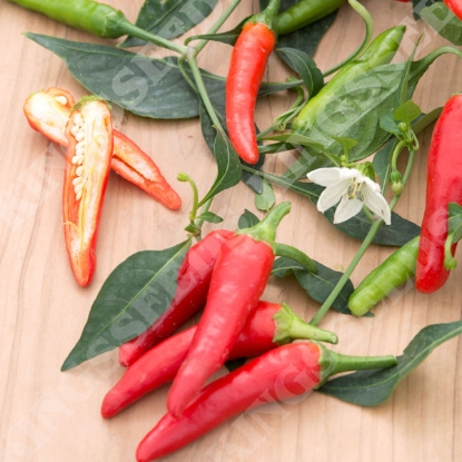 Picture of Pepper (Chilli) Pikito F1