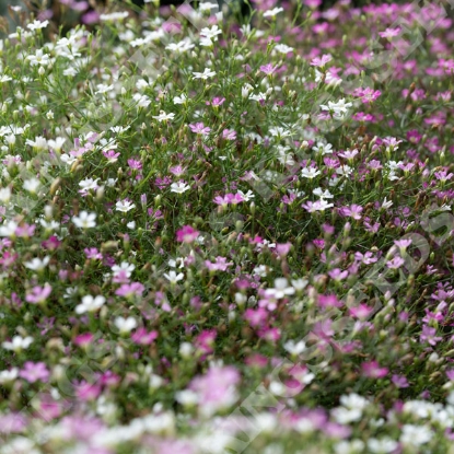 Picture of Gypsophila Cotton Candy Mix