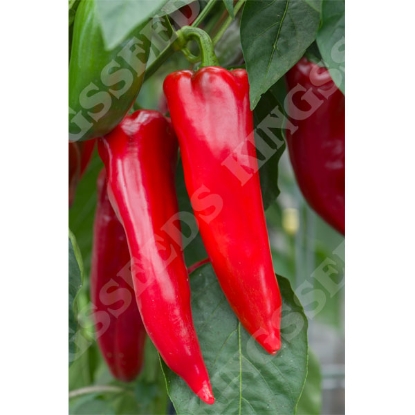 Picture of Pepper Sweet Marmara F1