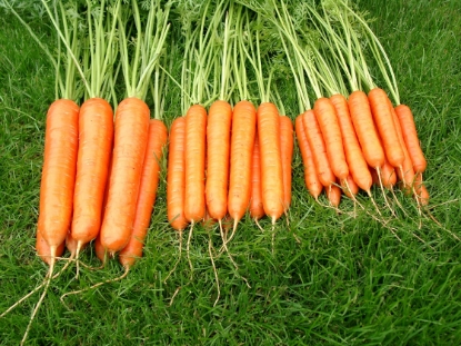 Picture of Carrot Sweet Candle F1
