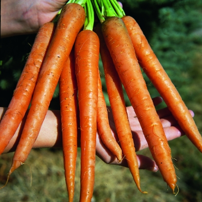 Picture of Carrot Sugarsnax 54 F1