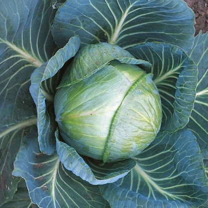Picture of Cabbage Stonehead F1