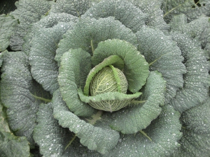 Picture of Savoy Cabbage Wintessa F1