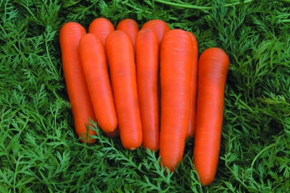 Picture of Carrot Attilio F1