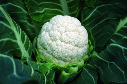 Picture of Cauliflower Aalsmeer