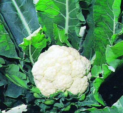 Picture of Cauliflower  White Excel F1