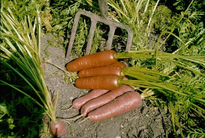 Picture of Carrot Flyaway F1