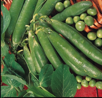 Picture of Pea Ambassador