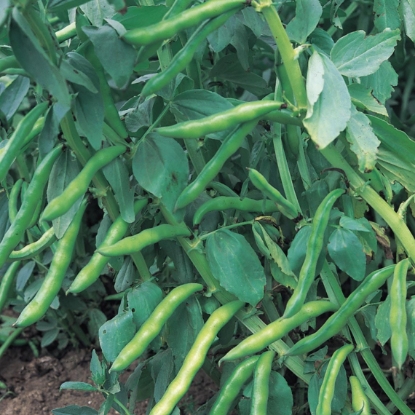 Picture of Broad Bean Aquadulce Claudia