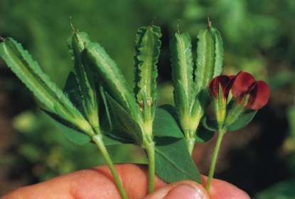 Picture of Asparagus Pea
