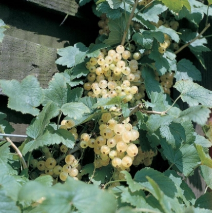 Picture of Whitecurrant Blanka - November 2025 Delivery