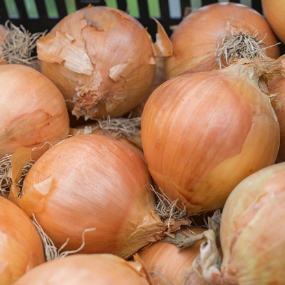 Picture of Onion Sets Rumba 500g Nets - January Delivery