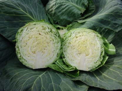Picture of Cabbage Kalibro F1