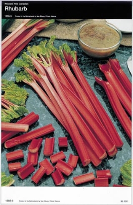 Picture of Rhubarb Crowns Victoria - November 2025 Delivery