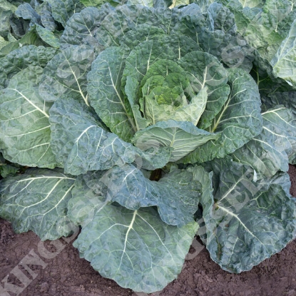Picture of Collard Hi Crop F1