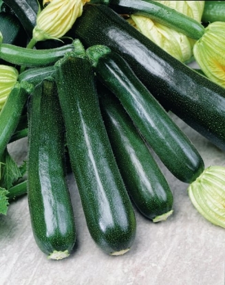 Picture of Courgette Black Beauty Dark Fog