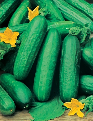 Picture of Cucumber Beit Alpha F1