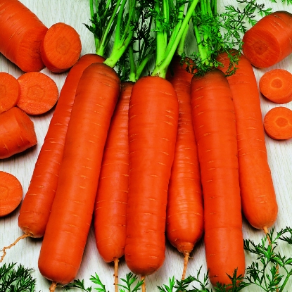 Picture of Carrot Berlicum 2