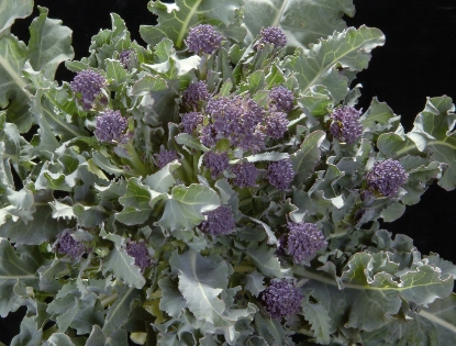 Picture of Broccoli Purple Sprouting Late Cardinal