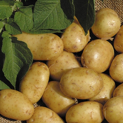 Picture of Potatoes Duke Of York - First Early