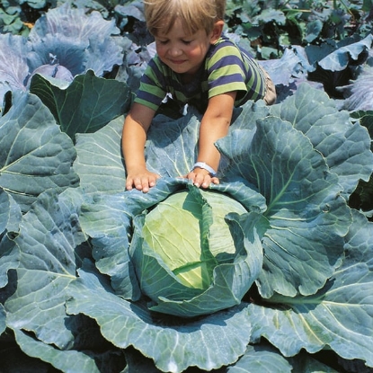 Picture of Cabbage Brunswick