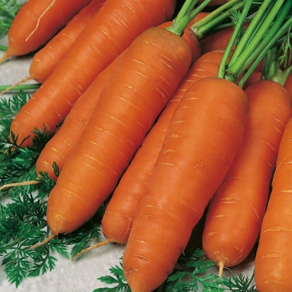 Picture of Carrot Resistafly