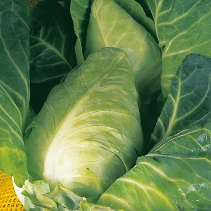 Picture of Cabbage Durham Early