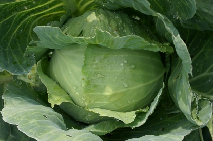 Picture of Cabbage Enkhuizen Glory