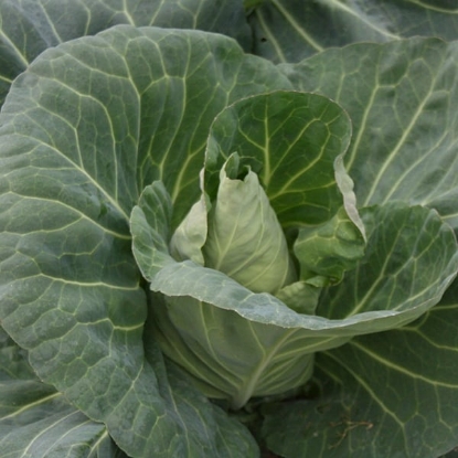 Picture of Cabbage Tantour Tz7022