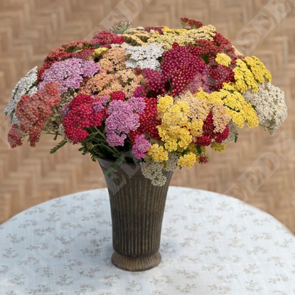 Picture of Achillea - Flowerburst Fruit Bowl Mixed